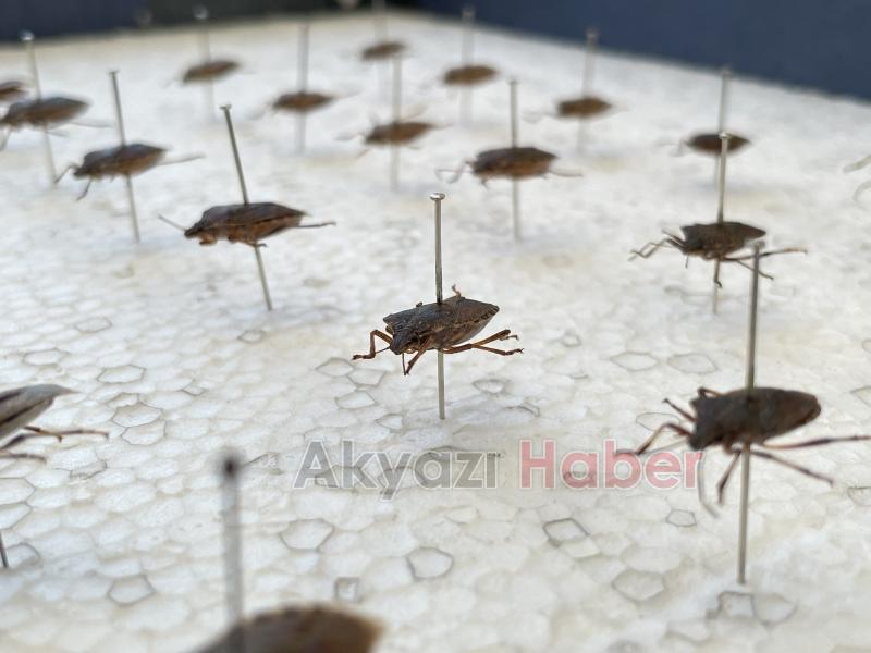 Kahverengi kokarca böceğine karşı samuray arıcığı!