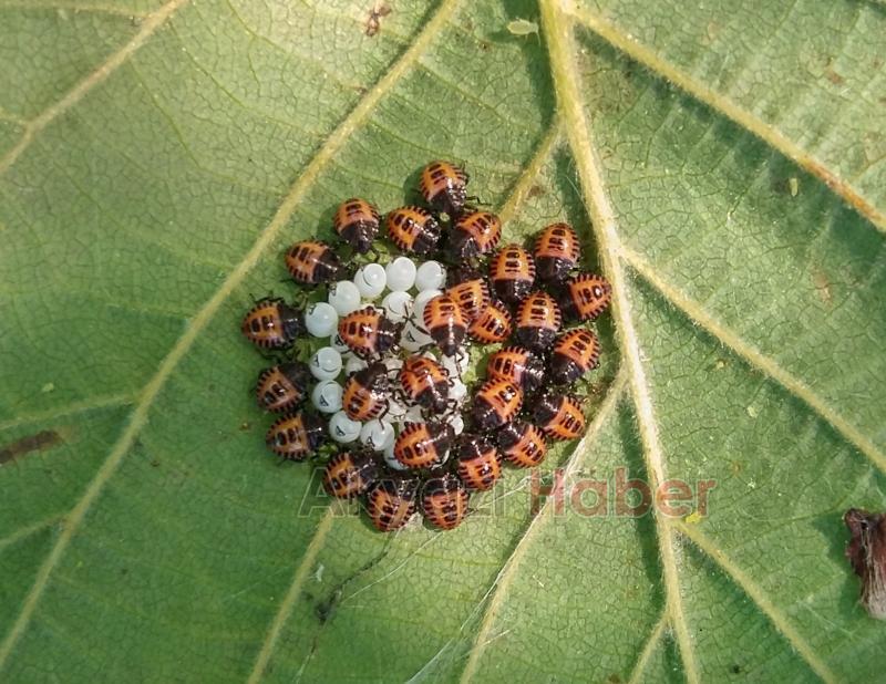 Kahverengi kokarca böceğine karşı samuray arıcığı!