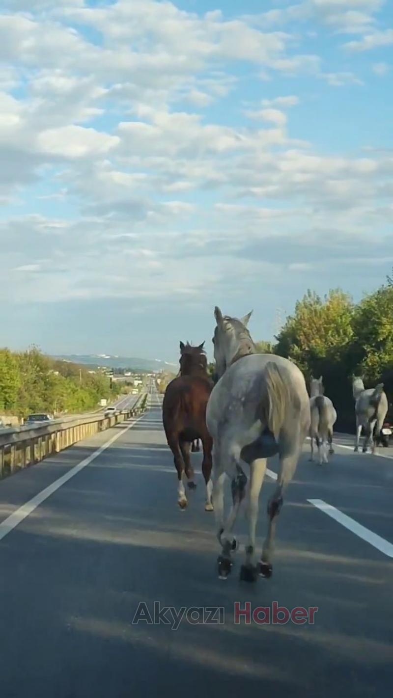 Asfaltı hipodrom sanıp dörtnala koştular
