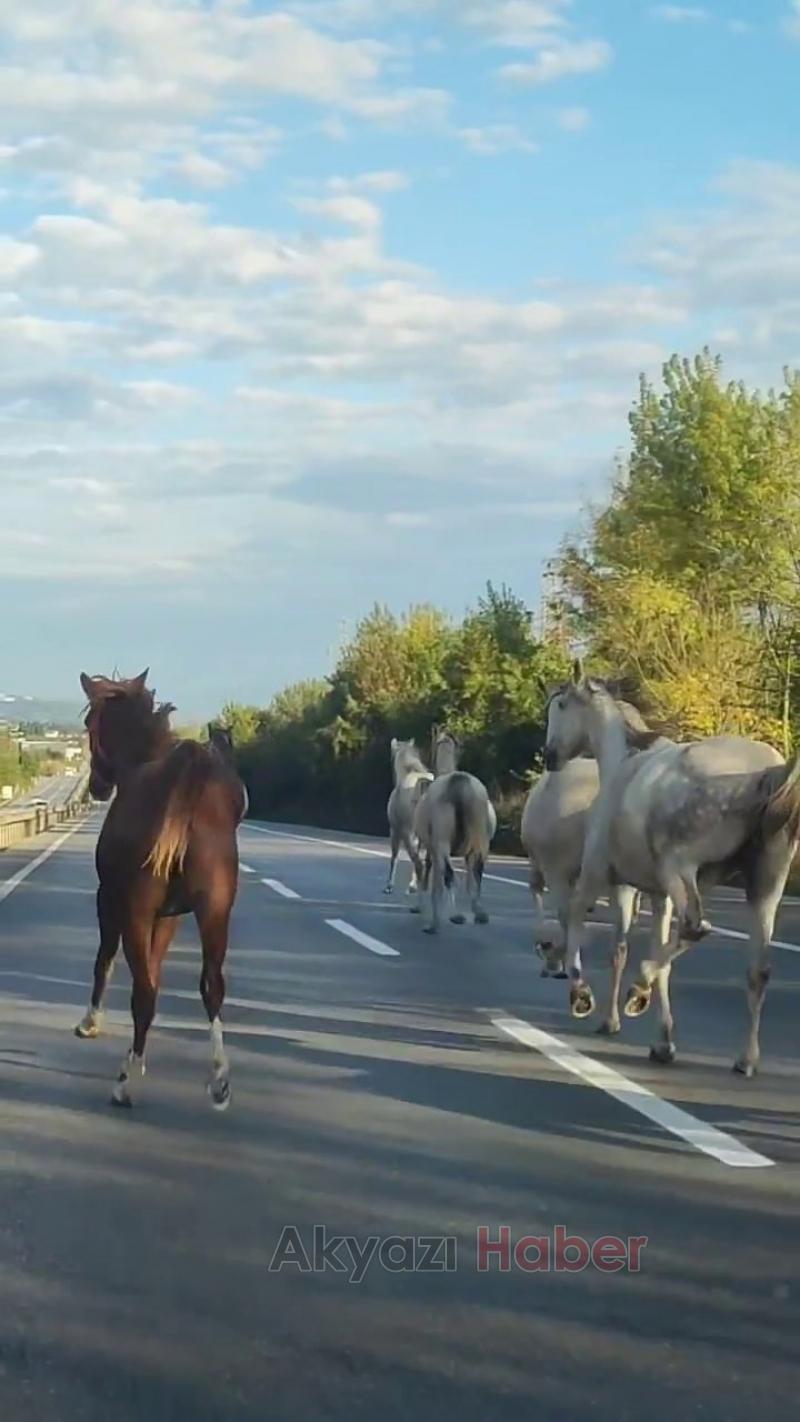 Asfaltı hipodrom sanıp dörtnala koştular