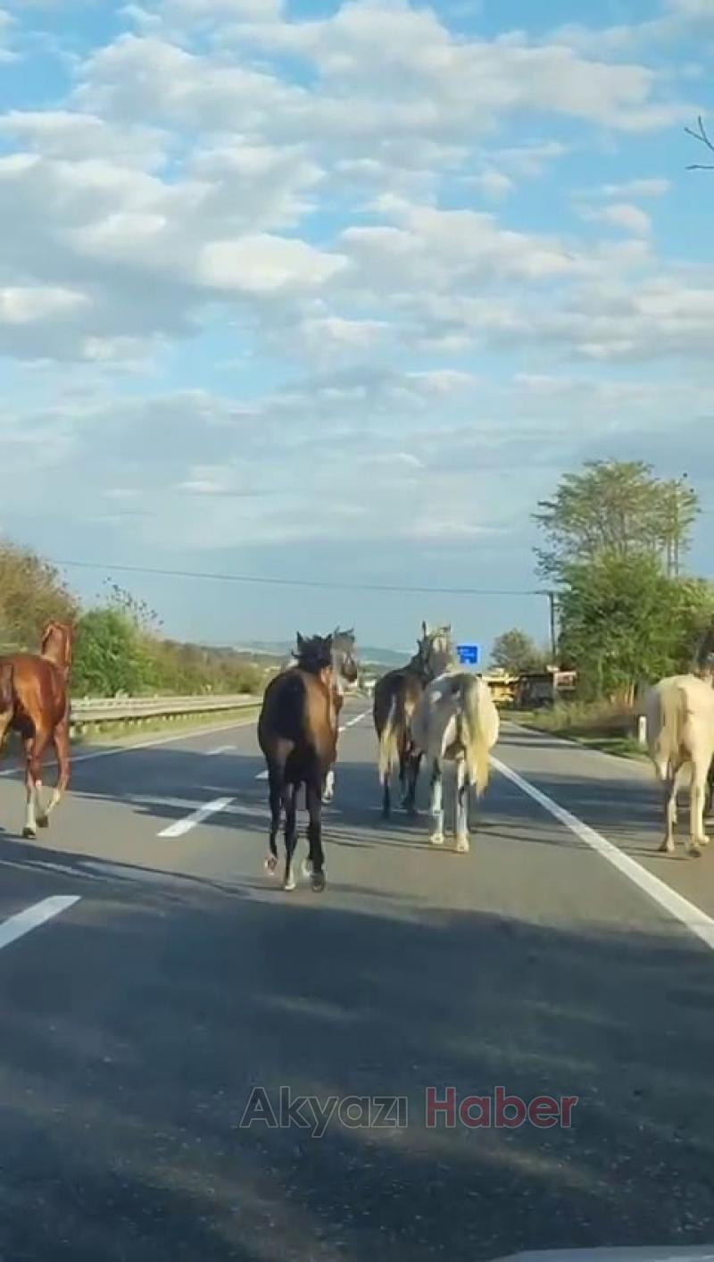 Asfaltı hipodrom sanıp dörtnala koştular