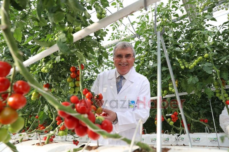 Büyükşehir topraksız tarımla 5 ayda 500 ton domates üretti
