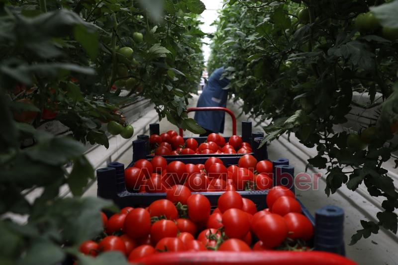 Büyükşehir topraksız tarımla 5 ayda 500 ton domates üretti