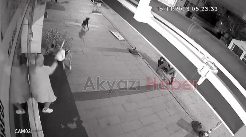 Dükkanını açarken sokak köpeklerinin saldırısına uğradı