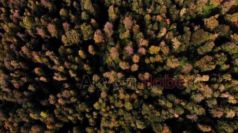 Çam Dağı’nda sonbaharın doğaya yansıyan tonları büyüledi