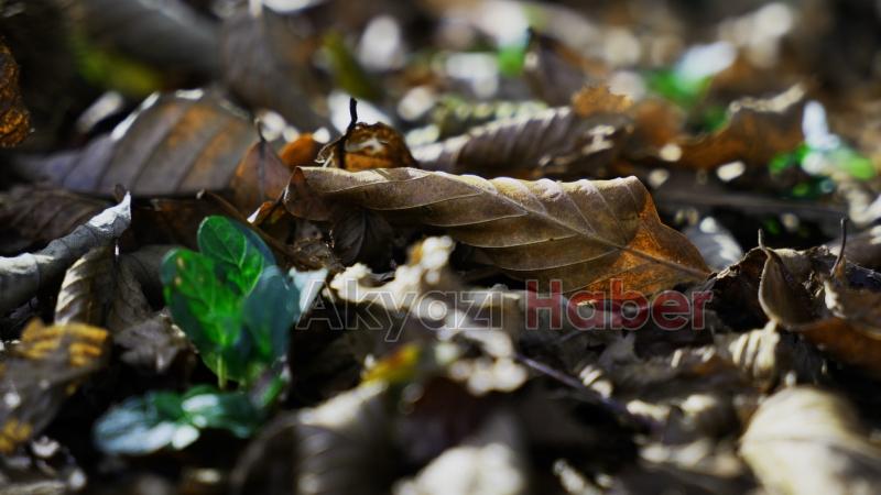 Çam Dağı’nda sonbaharın doğaya yansıyan tonları büyüledi