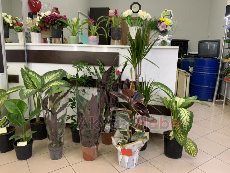 Miray Çiçekçilik'ten öğretmenler günü kampanyası