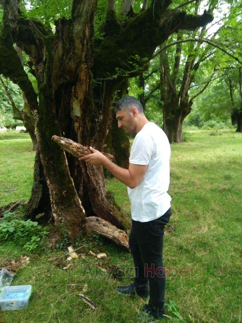 Bu böcek Türkiye'de ilk hez Hendek'te bulundu