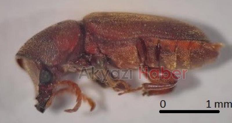 Bu böcek Türkiye'de ilk hez Hendek'te bulundu