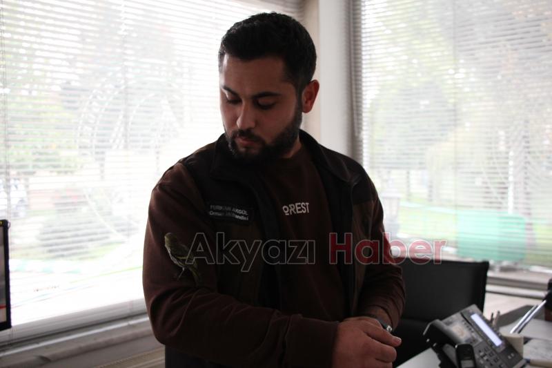 Baygın halde bulunan Kara başlı iskete tedavi altına alındı