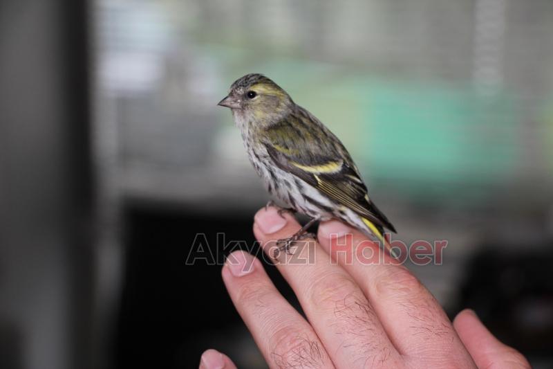 Baygın halde bulunan Kara başlı iskete tedavi altına alındı