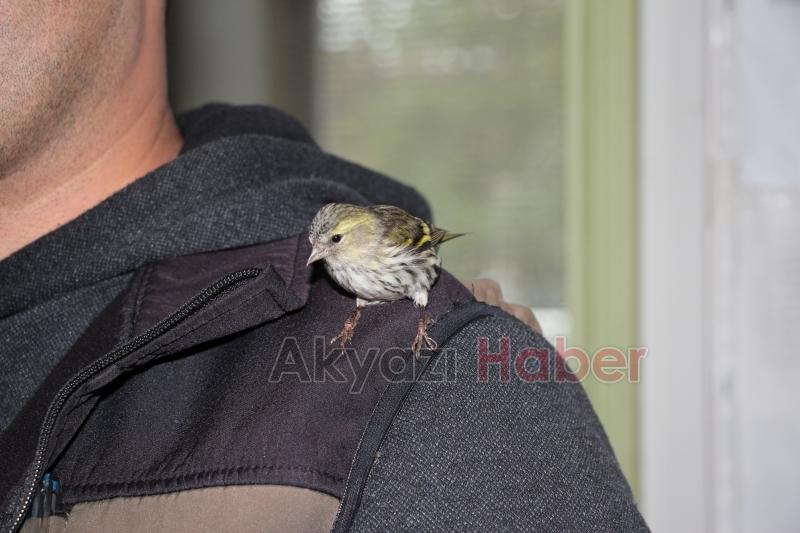 Baygın halde bulunan Kara başlı iskete tedavi altına alındı
