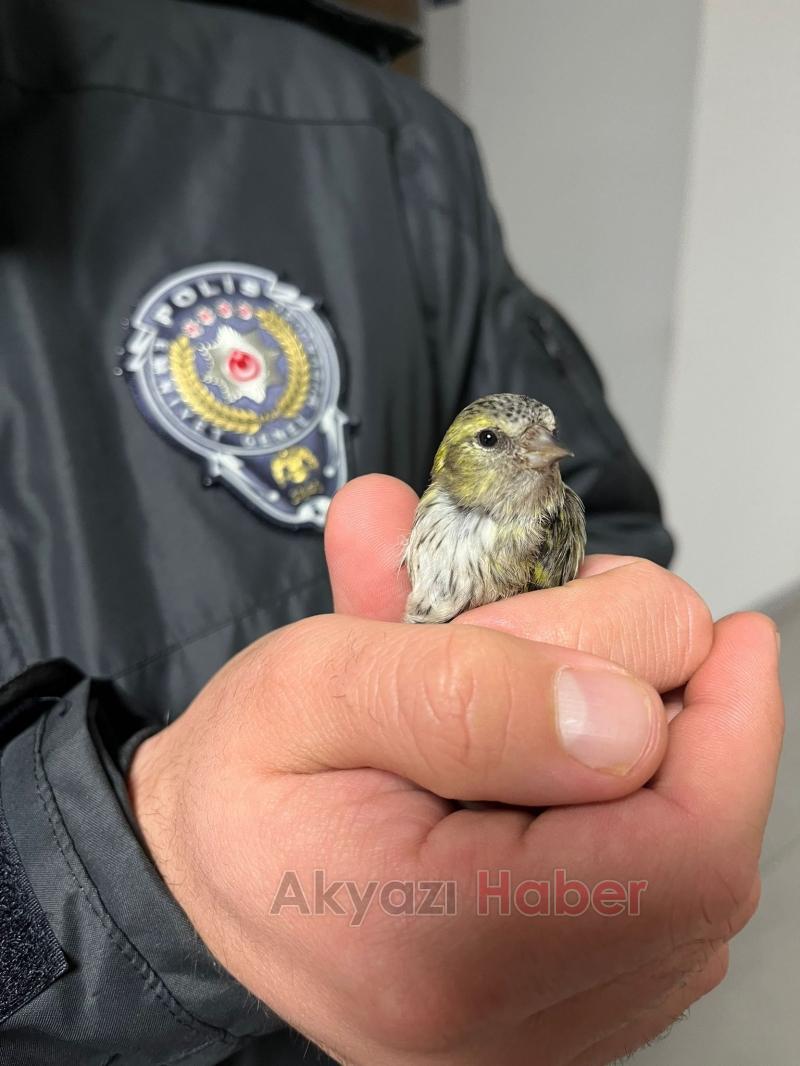 Baygın halde bulunan Kara başlı iskete tedavi altına alındı