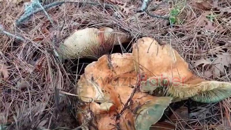 Dev kanlıca mantarları şaşırttı