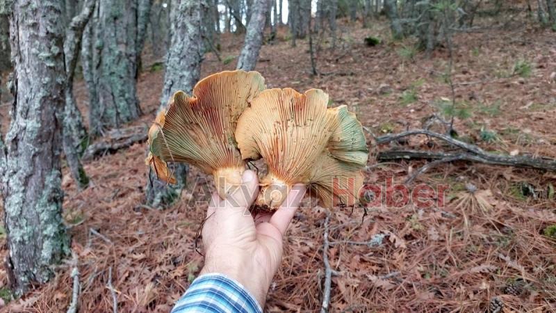 Dev kanlıca mantarları şaşırttı