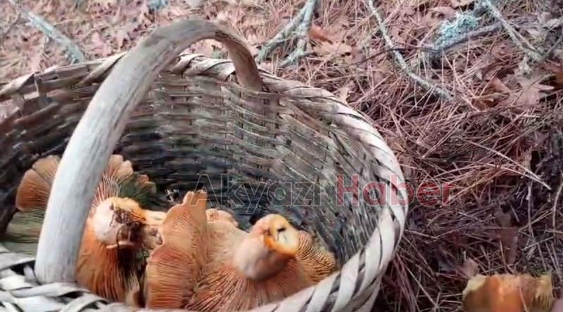 Dev kanlıca mantarları şaşırttı