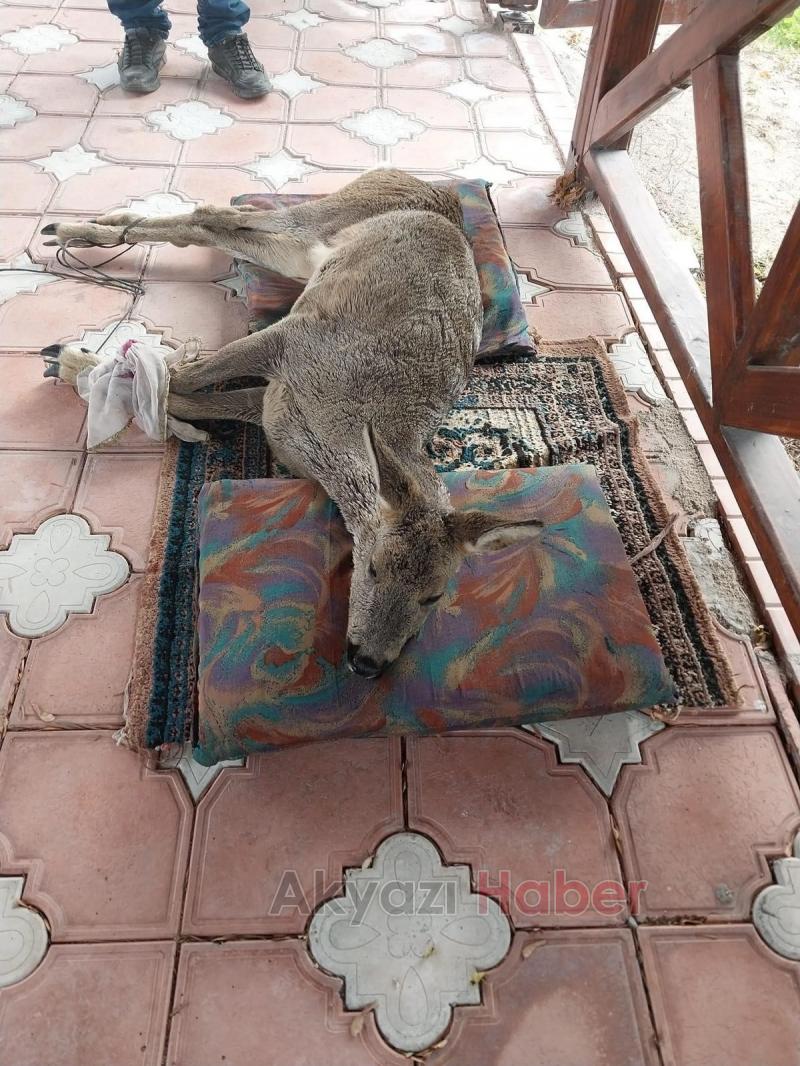 Karacayı son anda kurtardılar