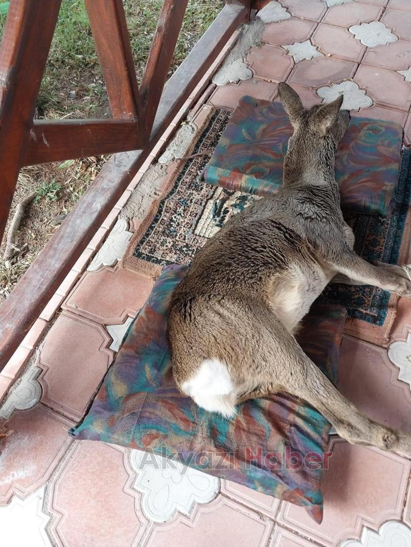 Karacayı son anda kurtardılar