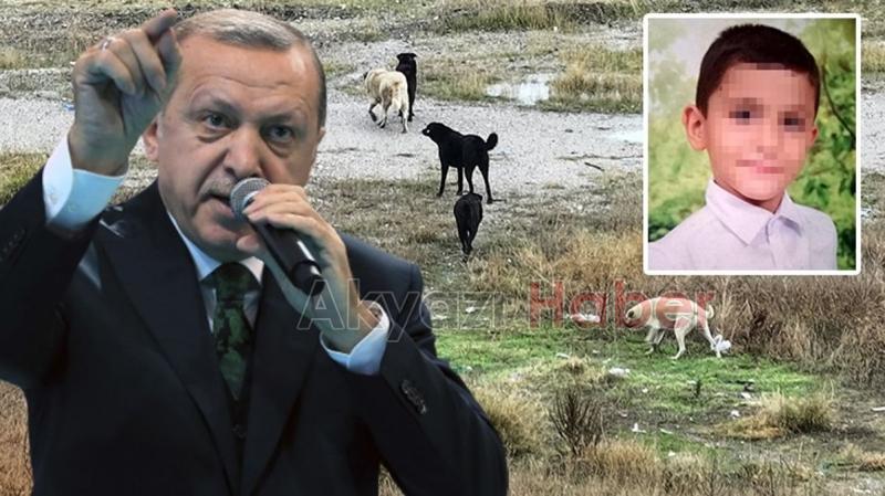 Cumhurbaşkanı: Başıboş köpek sorununu çözeceğiz