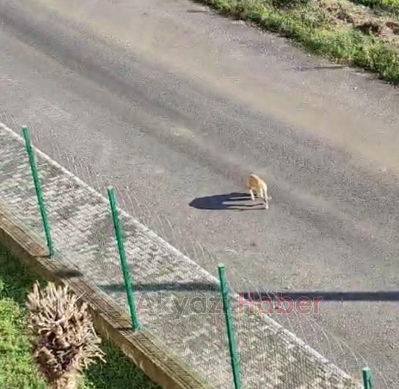 Akyazıda sokak köpekleri sorunu devam ediyor