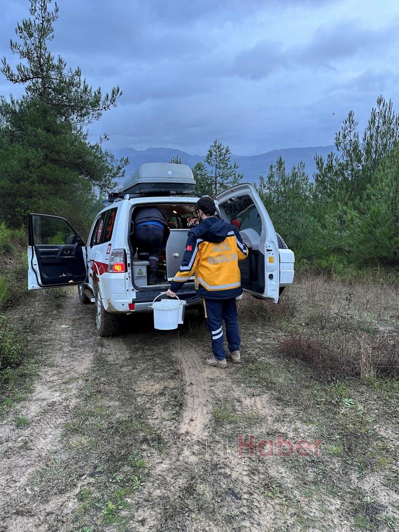 Mantar toplarken yaralandı