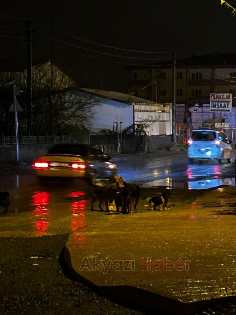 Sürüler halinde gezip korku yaşatıyorlar