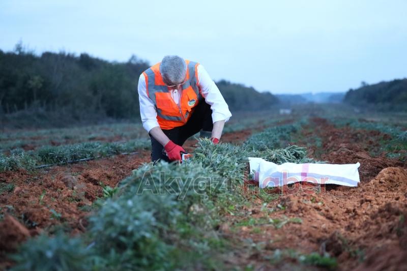 Büyükşehir projeleri tarımda Sakarya'ya can suyu oldu