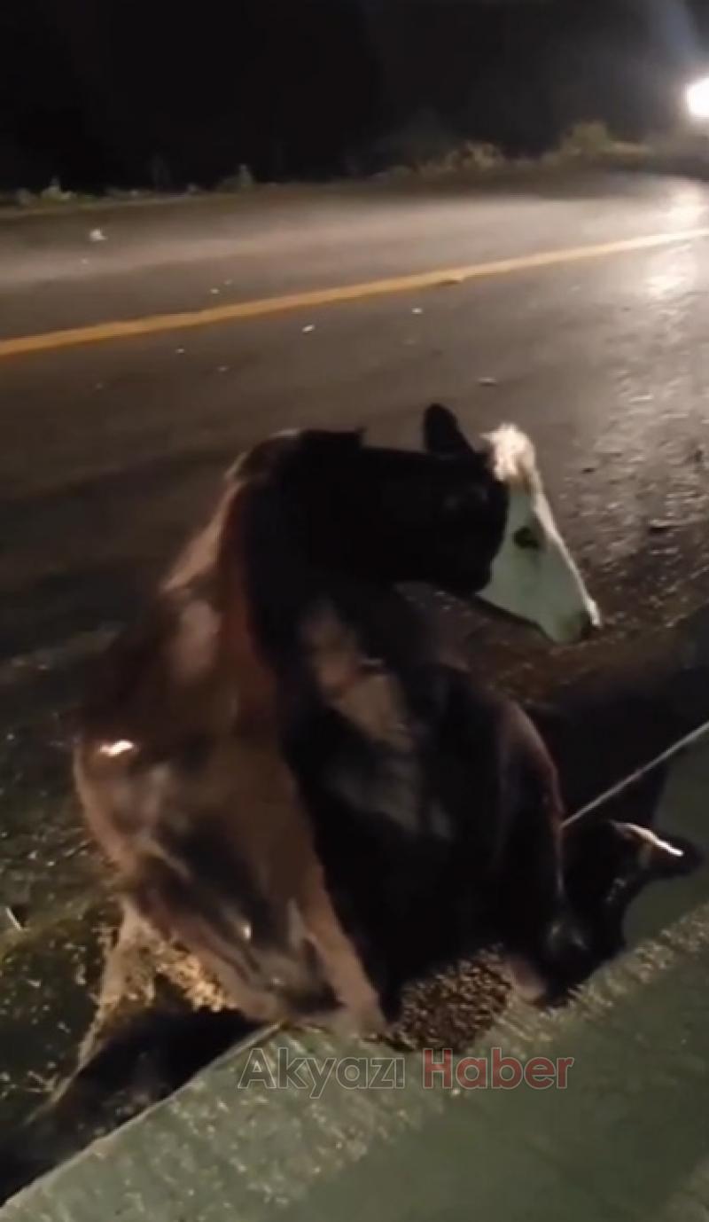 Yola çıkan inek kazaya neden oldu