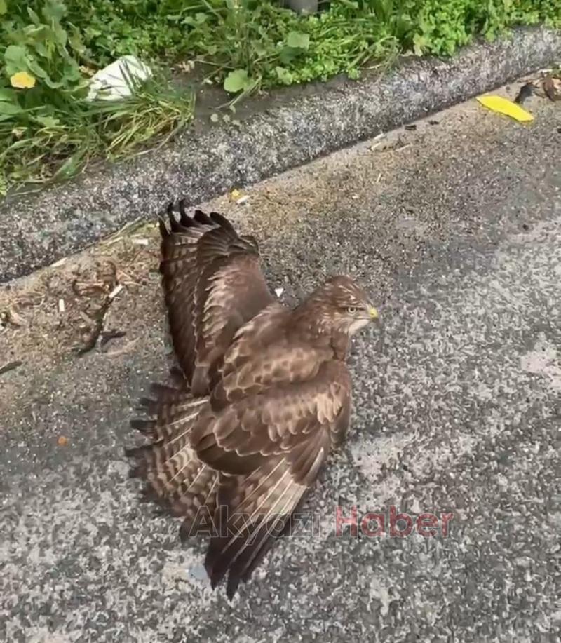 Şahini ölümden kurtardılar