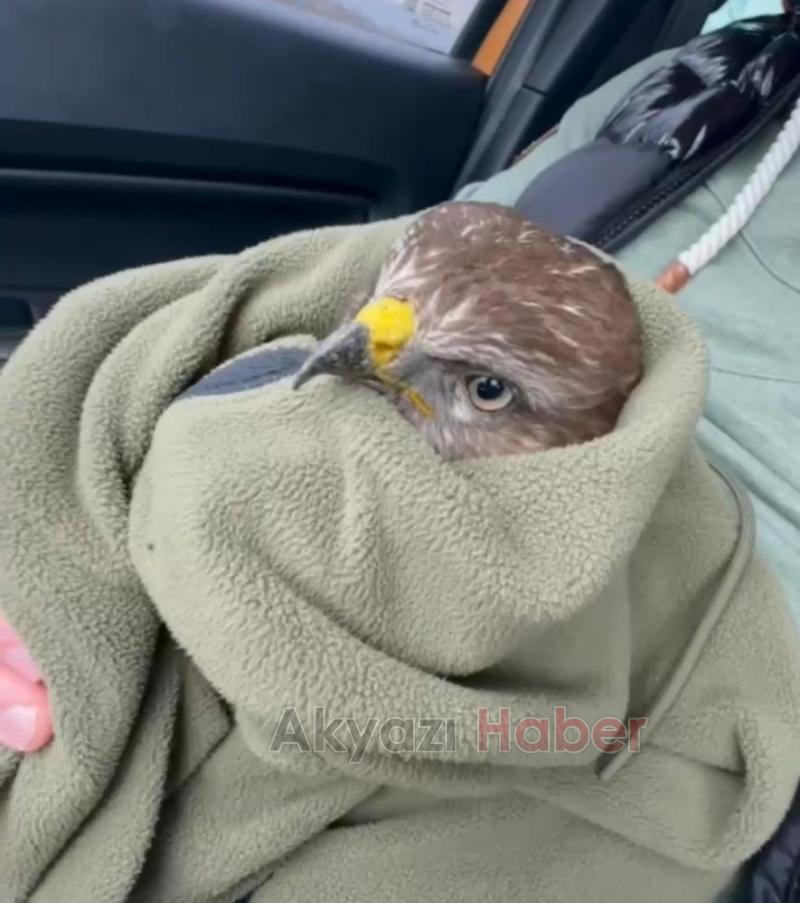 Şahini ölümden kurtardılar