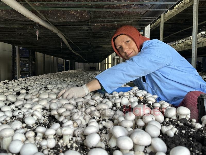 Girişimci çift, devlet desteğiyle kurdukları tesiste yıllık 200 ton kültür mantarı üretiyor