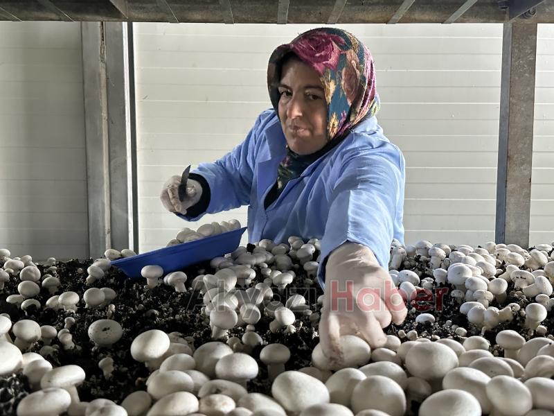 Girişimci çift, devlet desteğiyle kurdukları tesiste yıllık 200 ton kültür mantarı üretiyor