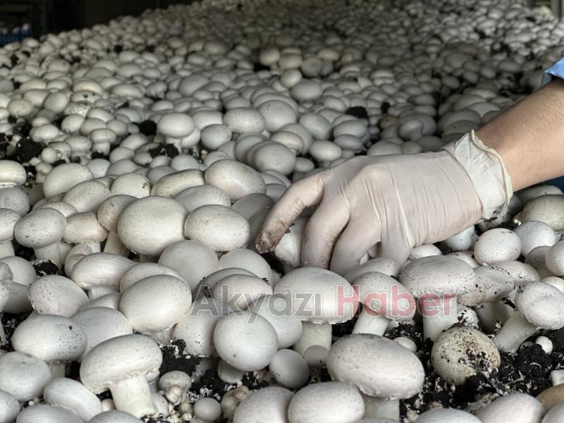 Girişimci çift, devlet desteğiyle kurdukları tesiste yıllık 200 ton kültür mantarı üretiyor