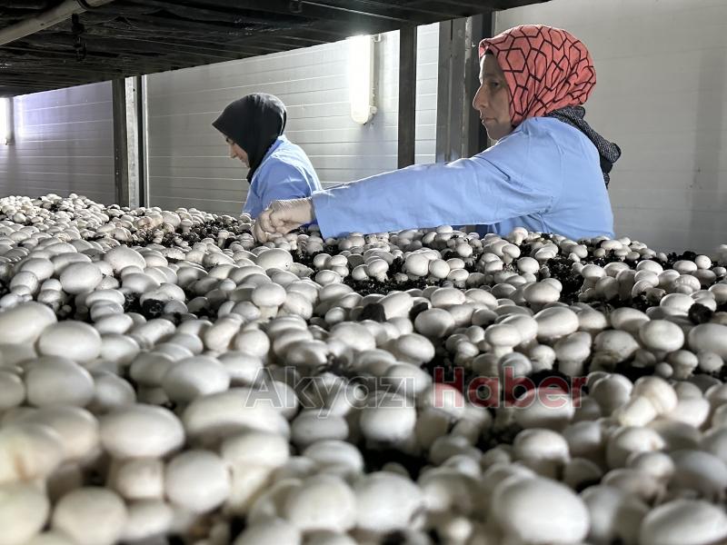 Girişimci çift, devlet desteğiyle kurdukları tesiste yıllık 200 ton kültür mantarı üretiyor