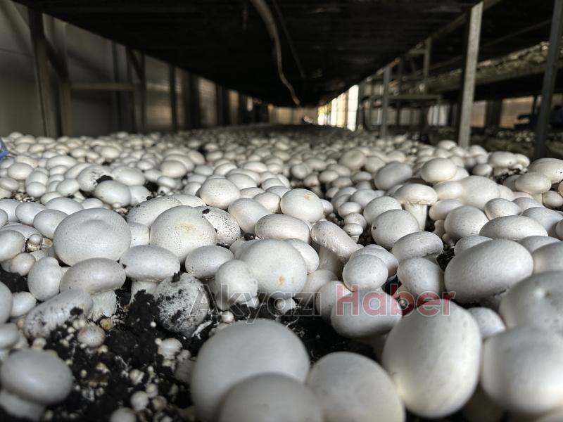 Girişimci çift, devlet desteğiyle kurdukları tesiste yıllık 200 ton kültür mantarı üretiyor