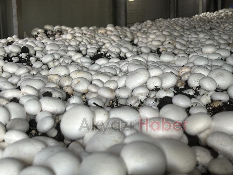 Girişimci çift, devlet desteğiyle kurdukları tesiste yıllık 200 ton kültür mantarı üretiyor