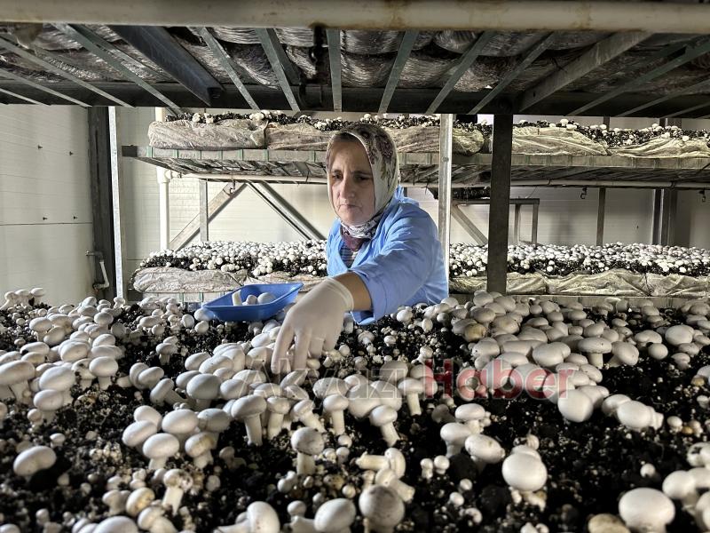 Girişimci çift, devlet desteğiyle kurdukları tesiste yıllık 200 ton kültür mantarı üretiyor