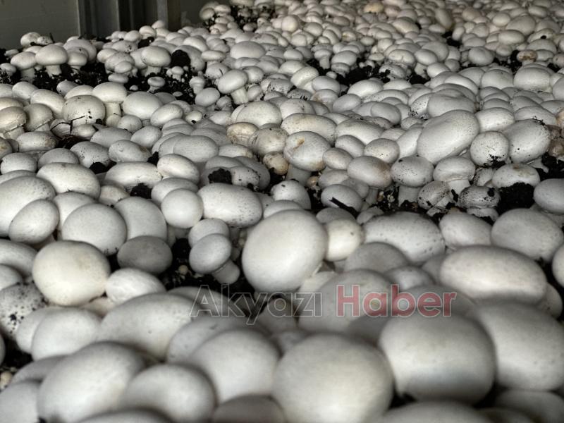 Girişimci çift, devlet desteğiyle kurdukları tesiste yıllık 200 ton kültür mantarı üretiyor