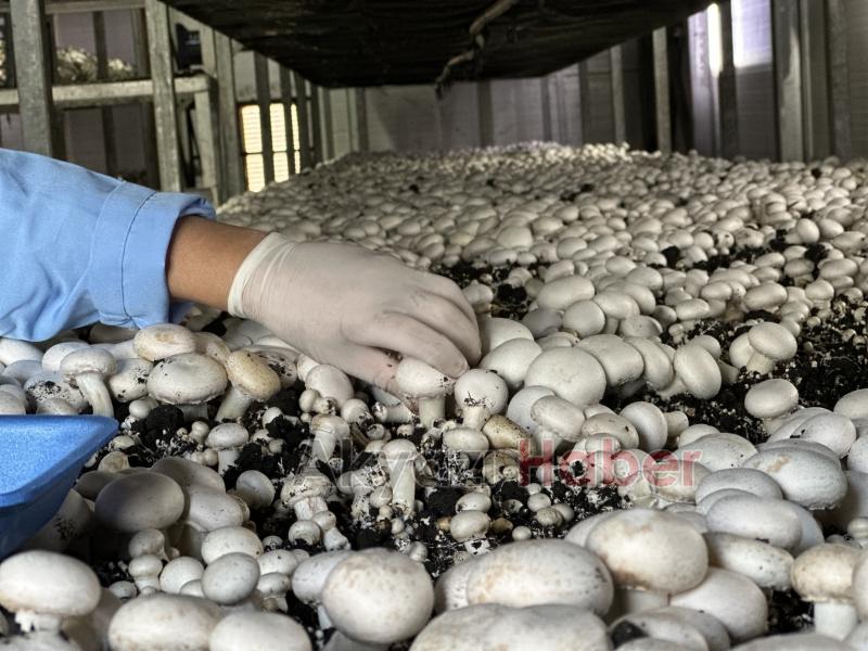 Girişimci çift, devlet desteğiyle kurdukları tesiste yıllık 200 ton kültür mantarı üretiyor