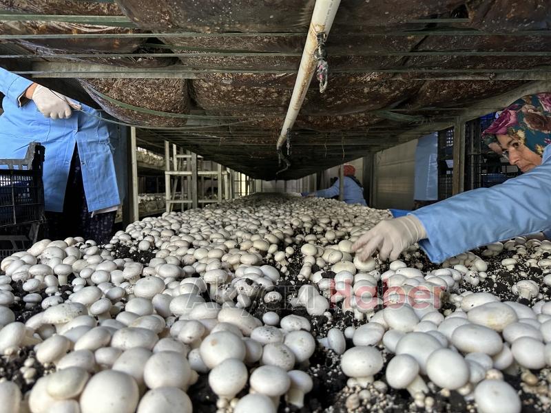 Girişimci çift, devlet desteğiyle kurdukları tesiste yıllık 200 ton kültür mantarı üretiyor