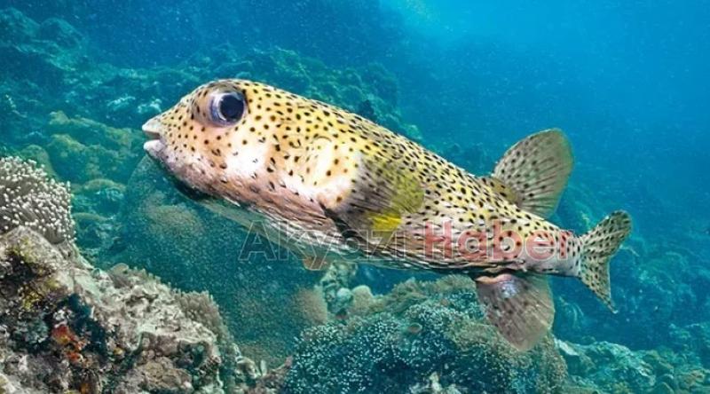 Balon balığı balıkçıları endişelendirdi