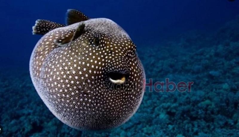 Balon balığı balıkçıları endişelendirdi