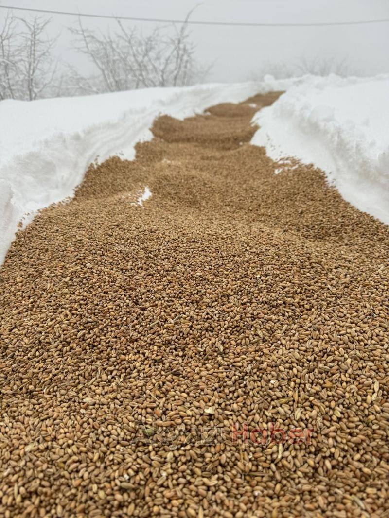 Akyazı Acelle Yaylası’nda Karlı Kış Şartlarında Yaban Hayvanlarına Yardım