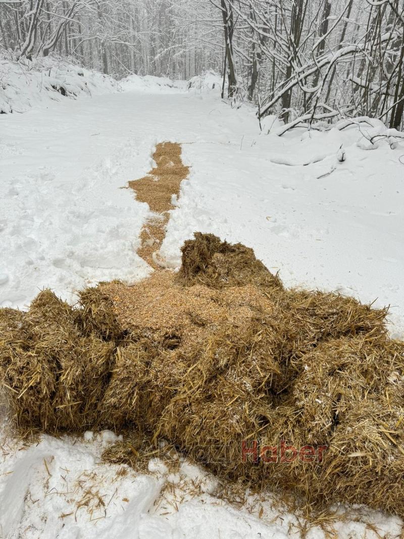 Akyazı Acelle Yaylası’nda Karlı Kış Şartlarında Yaban Hayvanlarına Yardım
