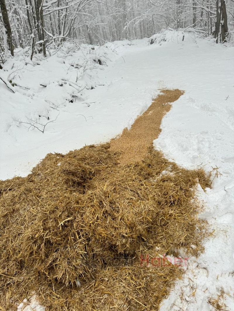 Akyazı Acelle Yaylası’nda Karlı Kış Şartlarında Yaban Hayvanlarına Yardım