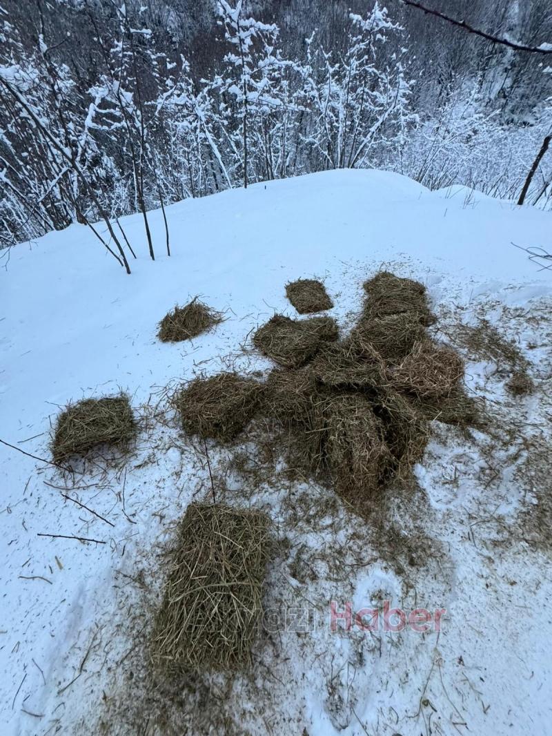 Akyazı Acelle Yaylası’nda Karlı Kış Şartlarında Yaban Hayvanlarına Yardım