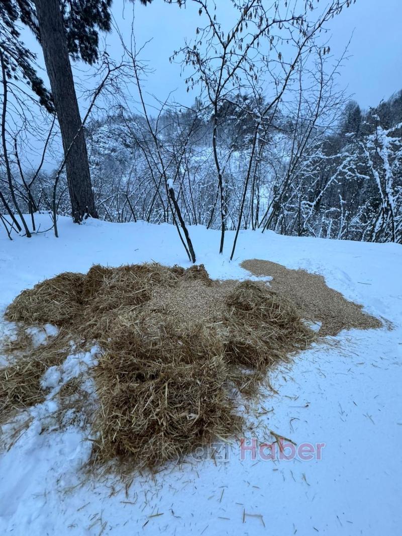 Akyazı Acelle Yaylası’nda Karlı Kış Şartlarında Yaban Hayvanlarına Yardım