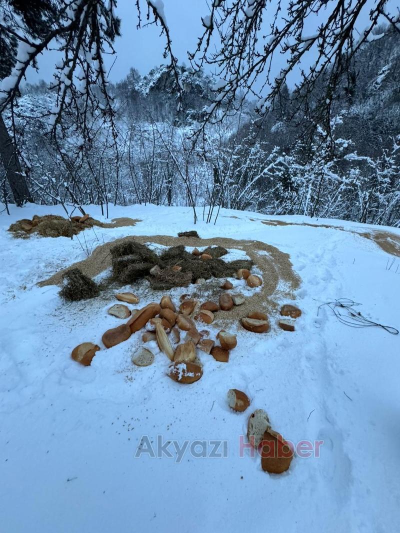 Akyazı Acelle Yaylası’nda Karlı Kış Şartlarında Yaban Hayvanlarına Yardım