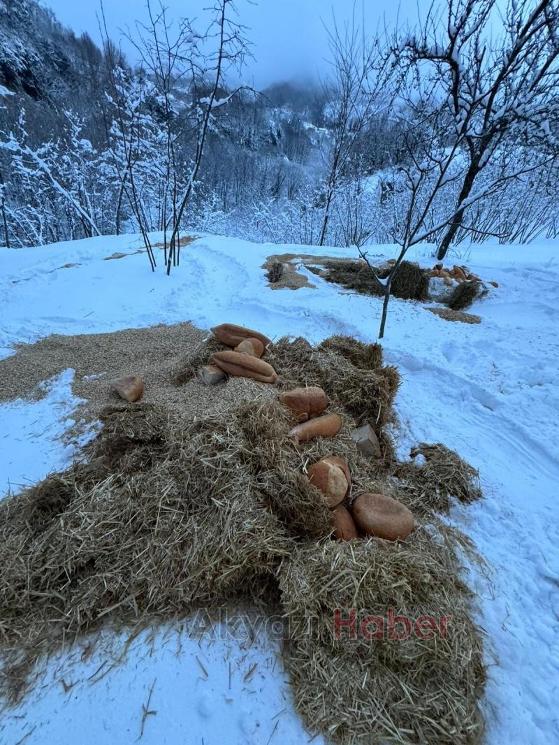 Akyazı Acelle Yaylası’nda Karlı Kış Şartlarında Yaban Hayvanlarına Yardım