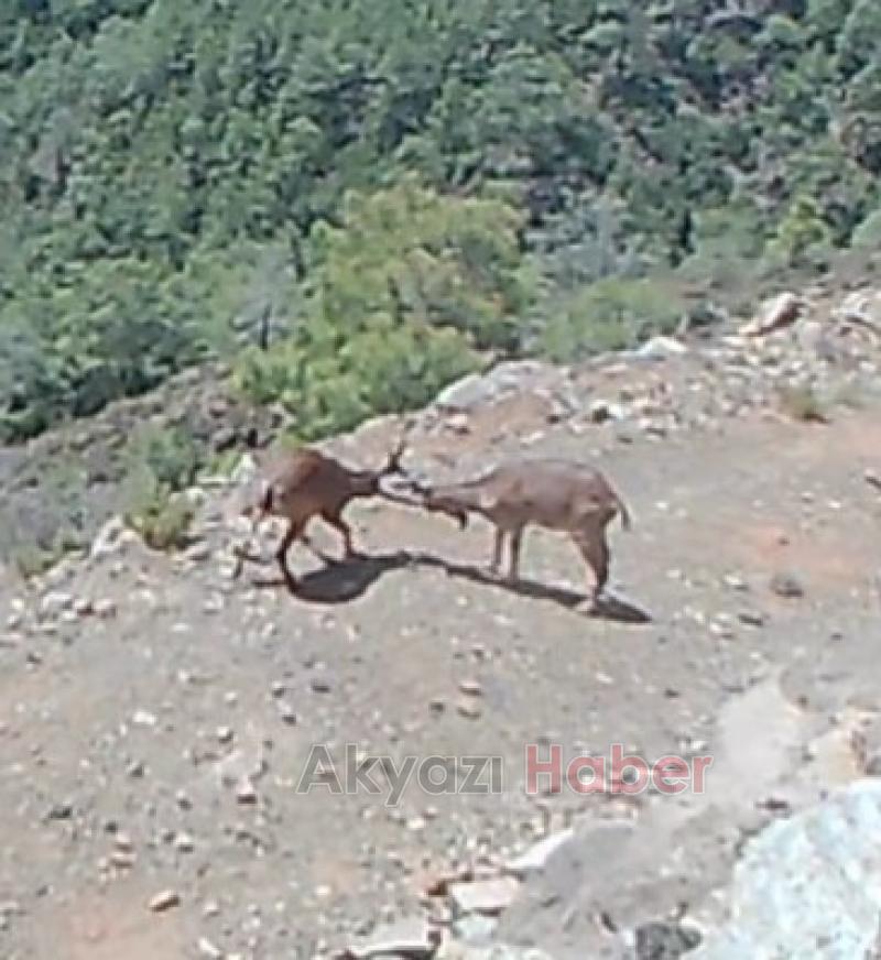Yaban hayvanları böyle görüntülendi